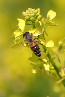die Biene - Anthophila