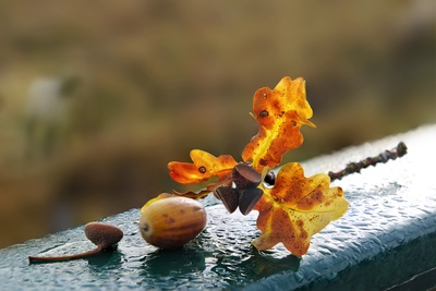 Eichenlaub im Herbst