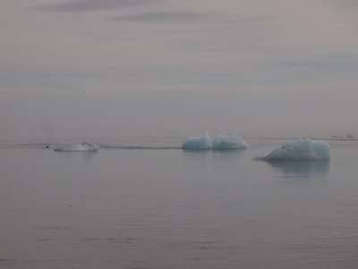 Eisberge an der Küste Islands / Foto: Alexander Hauk