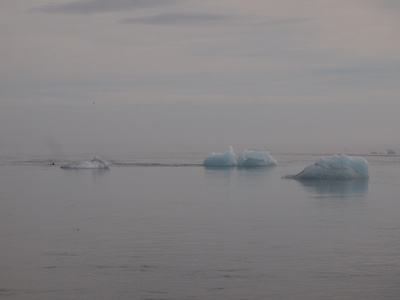 Eisberge an der Küste Islands Eisberge an der Küste Islands