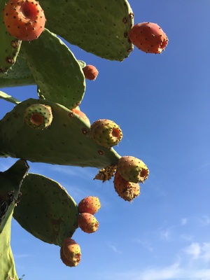 Kaktus mit Frucht auf Sizilien / Foto: Alexander Hauk