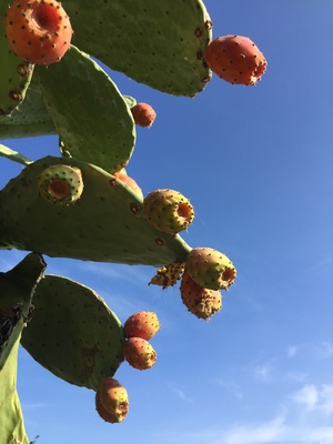Kaktus mit Frucht auf Sizilien Kaktus mit Frucht auf Sizilien