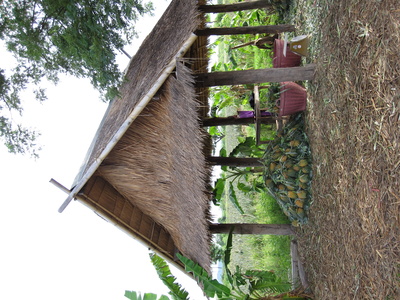 Ananas-Plantage in Thailand Ananas-Plantage in Thailand