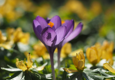 erste Krokusse mit kleinem Besuch erste Krokusse mit kleinem Besuch