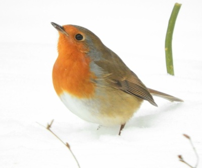 Rotkehlchen im Schnee