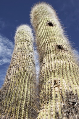 Chile: Kaktus in der Atacama-Wüste / Foto: Alexander Hauk