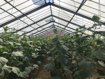 Gewächshaus mit Pflanzen Gewächshaus mit Pflanzen