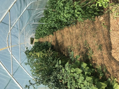 Blick in ein Gewächshaus Blick in ein Gewächshaus