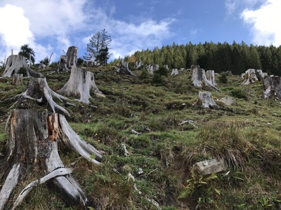 Baumstümpfe in den Alpen Baumstümpfe in den Alpen