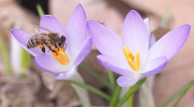 Krokusse mit Biene Krokusse mit Biene