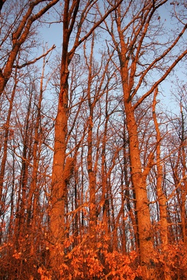 Bäume in der Abendsonne