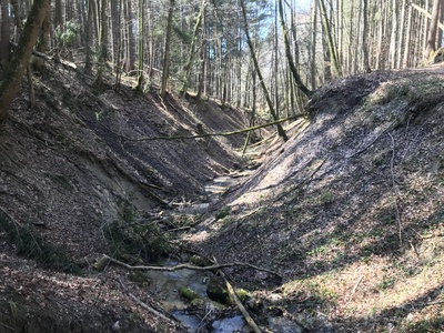 Frühling in einem Wald im Allgäu Frühling in einem Wald im Allgäu