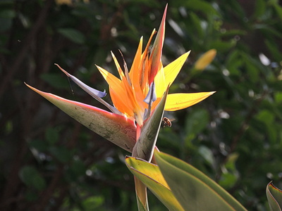 Strelitzie, Paradiesvogelblume (Strelitzia reginae)