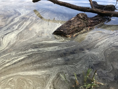 Blütenstaub auf Wasser Blütenstaub auf Wasser