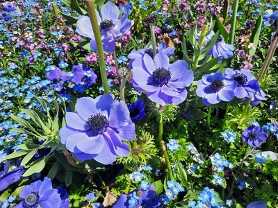 Blütenmeer in Blau