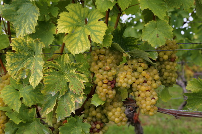 Weintrauben für Frankenwein