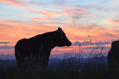 Schweizer Kuh im Abendlicht