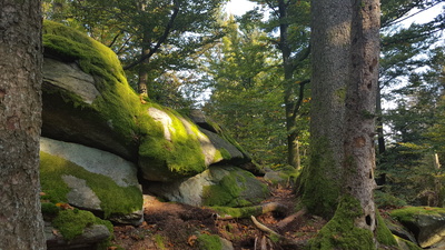 Wald und Stein