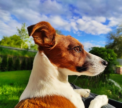 Parson Jack Russell Terrier wachsam
