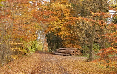 Herbstliches Waldbaden
