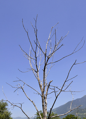 Abgestorbener Baum