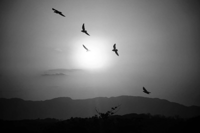 Vögel in der Morgensonne
