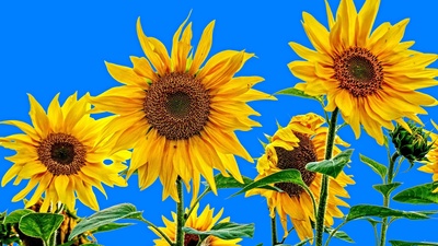 Sonnenblumen vor blauem Hintergrund