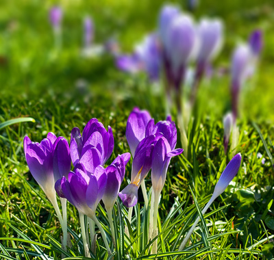 Frühlingsboten im Park von Baden-Baden