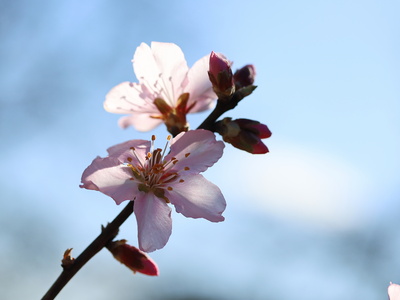 pfirsichblüte im gegenlicht