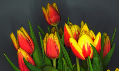 Tulpen in HDR