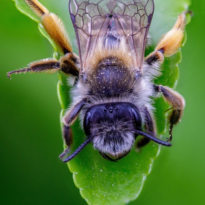 Porträt einer Schenkelbiene