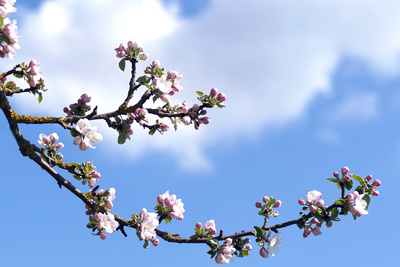 Apfelbaumblüten im Mai