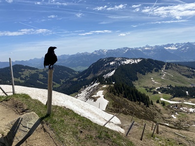 Kohlrabe auf dem Gipfel des Riedberger Horns im Oberallgäu / Foto: Alexander Hauk