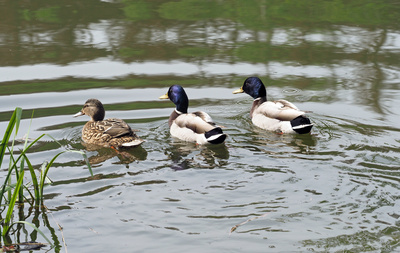 Enten auf dem Teich