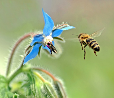 Biene im Flug von Phacelia