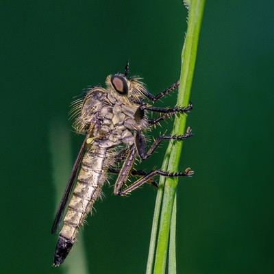 Räuberisches Insekt