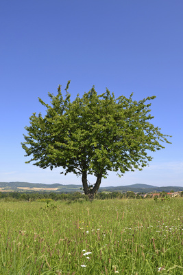Freistehender Baum