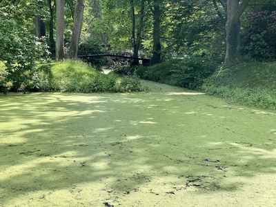 Der grüne Teich
