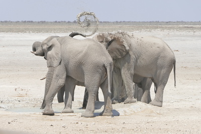Wasserkunst der Elefanten