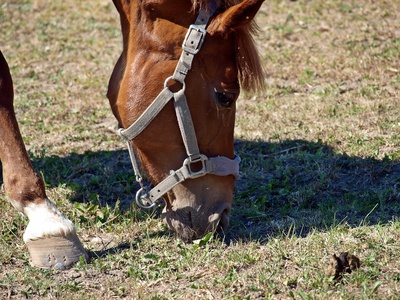 Pferd sucht auf vertrockneter Wiese Hälmchen