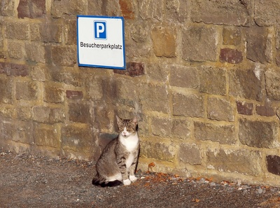 Katze auf dem Parkplatz Katze auf dem Parkplatz