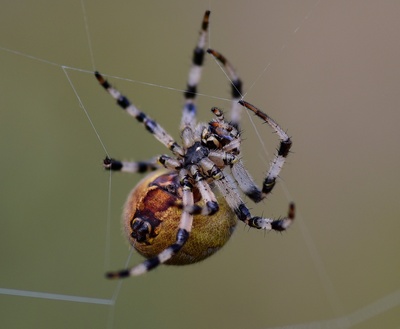 Kreuzspinne Kreuzspinne