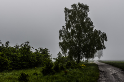 im Nebel im Nebel
