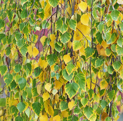 Birkenblätter im Herbst