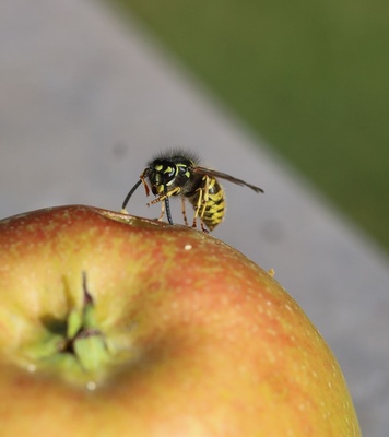 Gemeine Wespe. Gemeine Wespe.