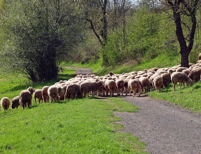 Schafe auf dem Weg