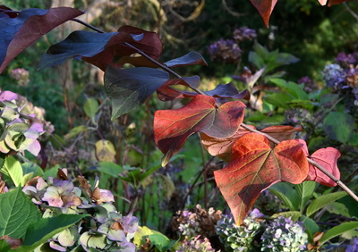 Herbstblätter, Hortensien-schöne Einheit