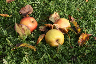 Äpfel im Gras