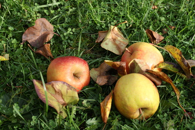 Äpfel im Gras II