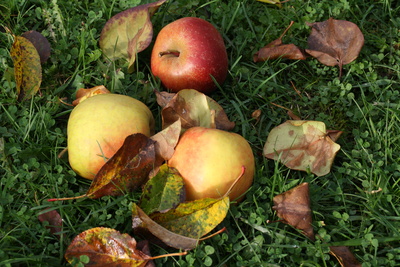 Äpfel im Gras III